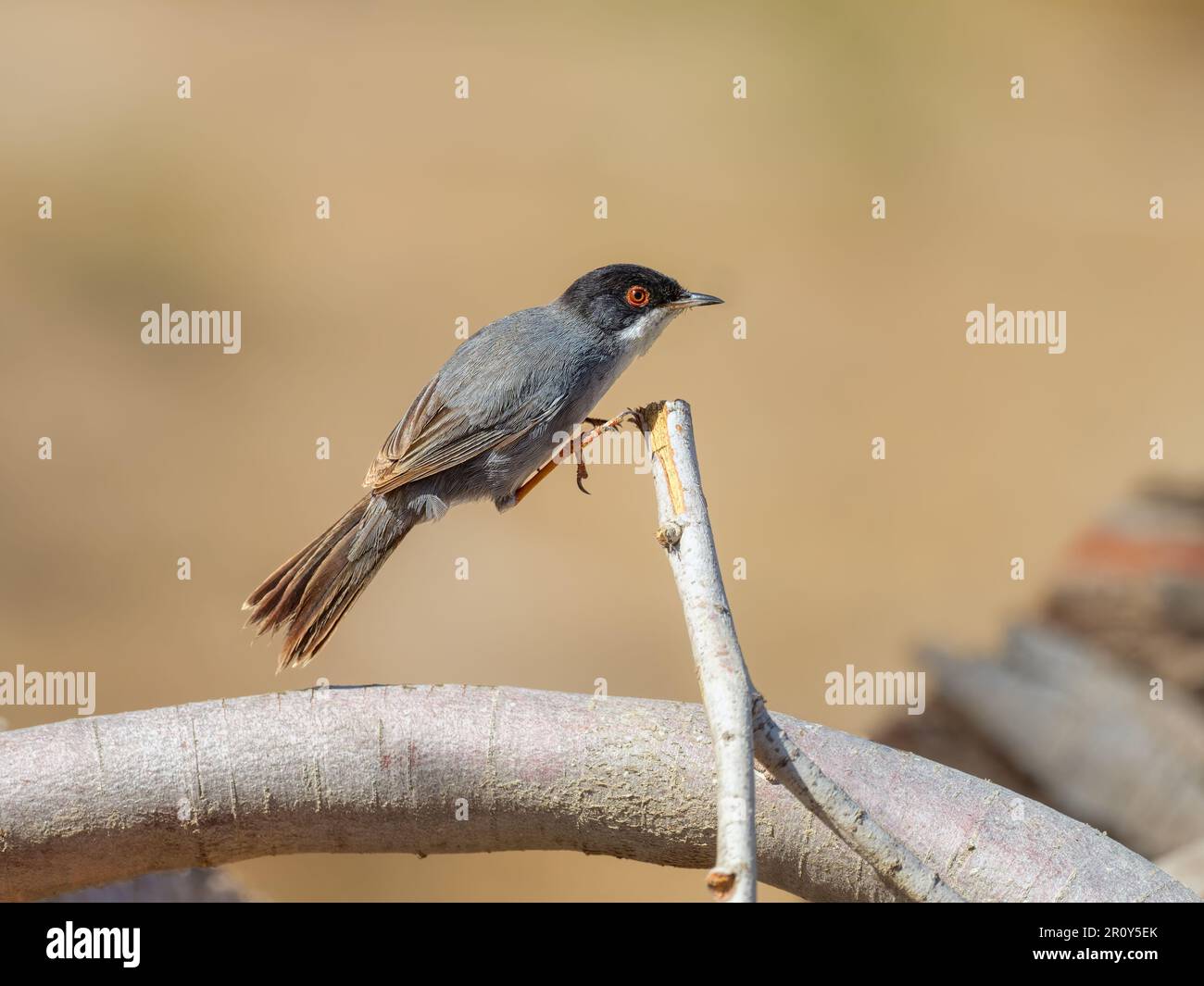 Paruline sarde des Canaries, sous-espèce Curruca melanocephala leucogastra, un oiseau mâle adulte sautant sur une brindille, Gran Canaria, Îles Canaries, Espagne Banque D'Images