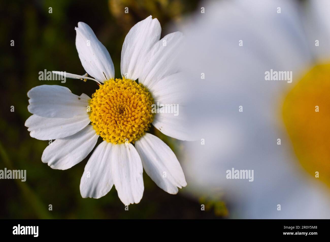 photo en grand angle de fleurs de camomille blanches Banque D'Images