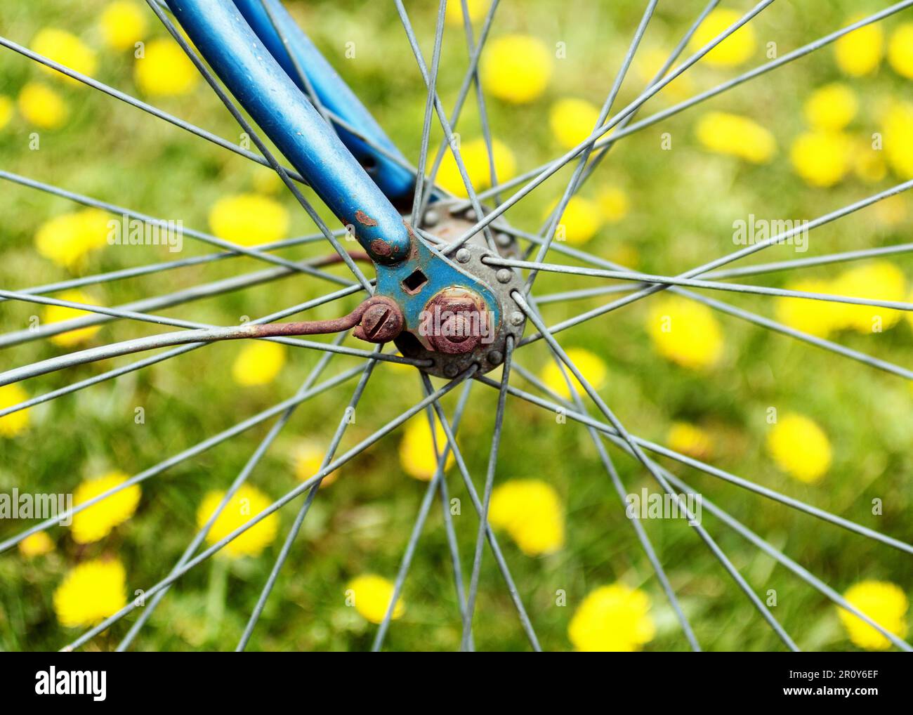 Anciens rayons et pissenlits de roues de bicyclette. Banque D'Images