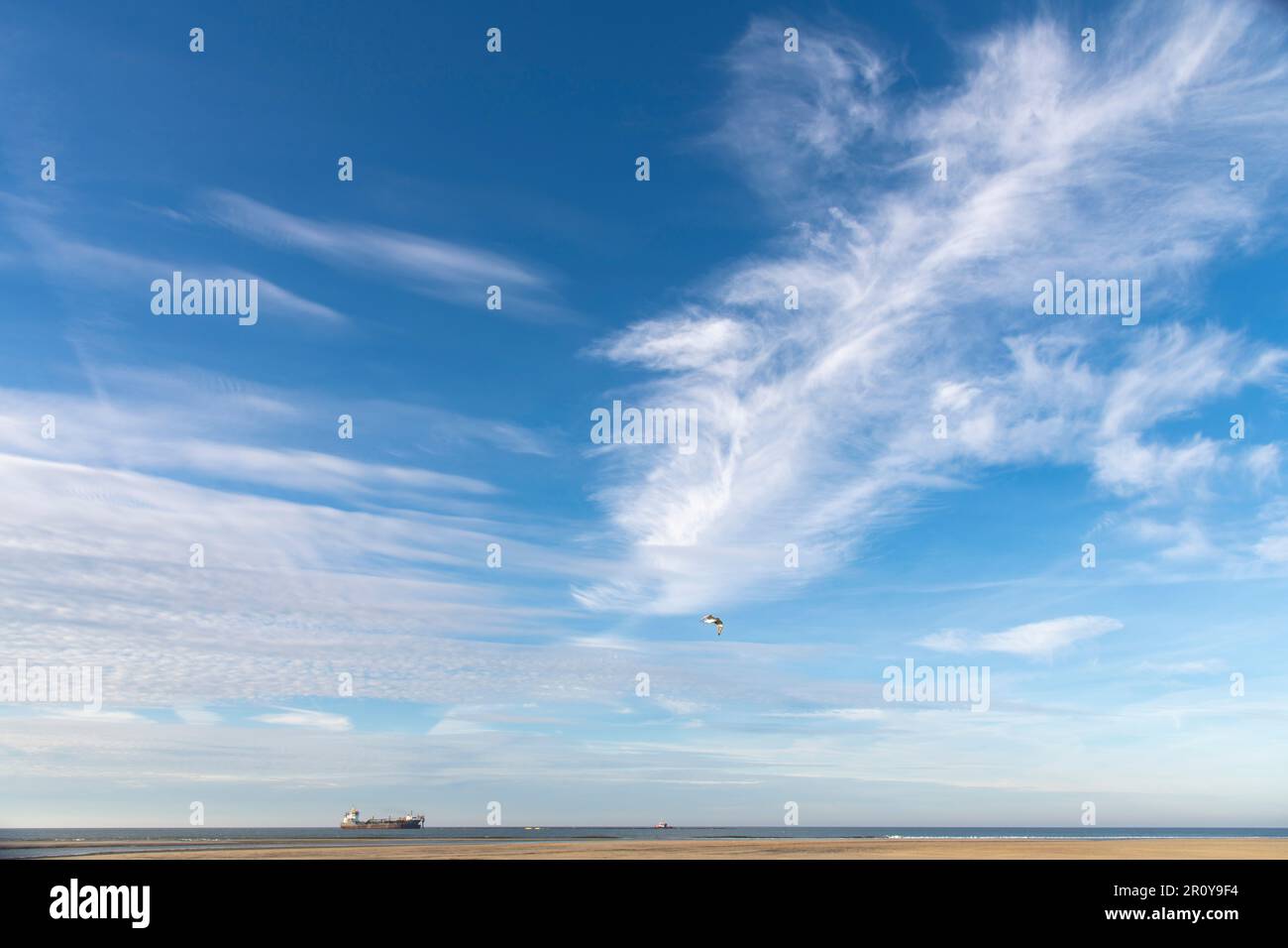 Cloudscape d'un ciel bleu avec des nuages de plumes au large de la côte aux pays-Bas avec un navire au large et un oiseau volant au-dessus d'un mince glissement de plage Banque D'Images