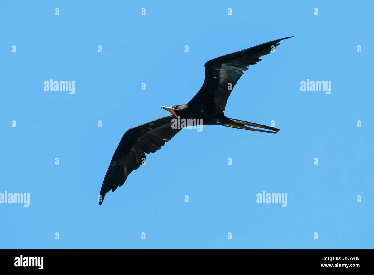 Magnifique Frigatebird (Fregata magnifie) mâle avec sa gorge rouge caractéristique qu'il gonfle pour l'exposition. Plage de Nosara, Guanacaste, Costa Rica Banque D'Images Magnifique Frigatebird (Fregata magnifie) mâle avec sa gorge rouge caractéristique qu'il gonfle pour l'exposition. Plage de Nosara, Guanacaste, Costa Rica Banque D'Images