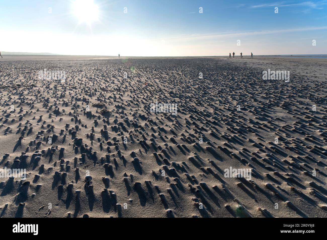 Vue panoramique à angle bas sur la plage de l'île de Texel, aux pays-Bas avec des milliers de coquillages dispersés dans le motif sur le sable créant une ombre Banque D'Images