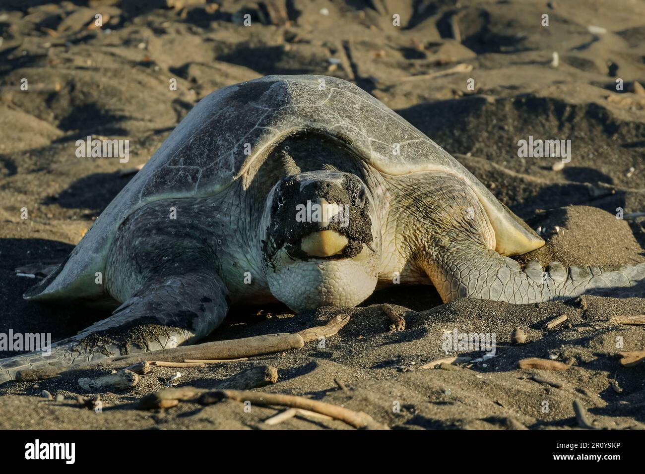 Olive Ridley tortue digue c'est trou de nid dans le soleil à cette importante réserve de plage. Playa Ostional, Nosara, Péninsule de Nicoya, Guanacaste, Costa Rica Banque D'Images