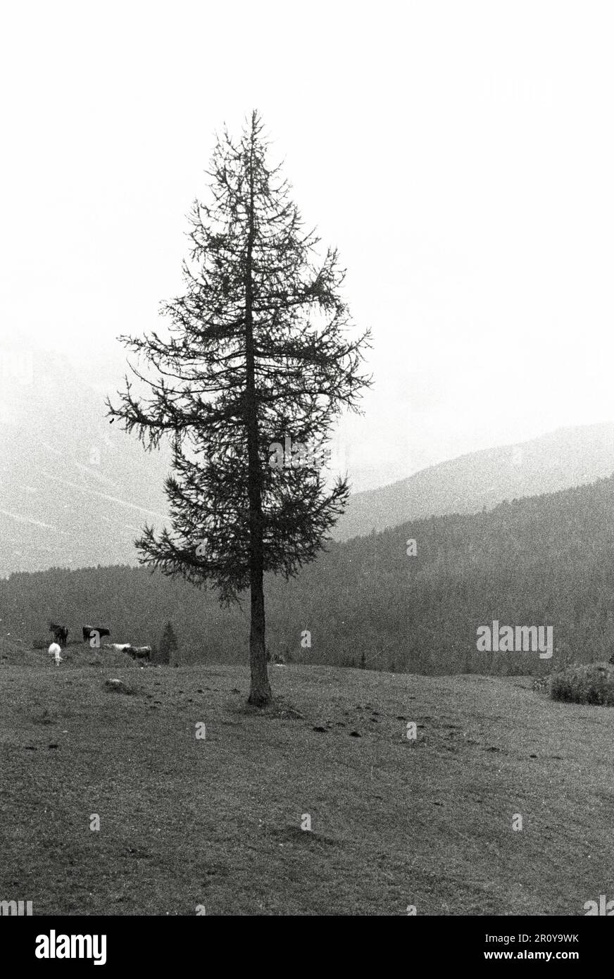 Vénétie - Cortina d'Ampezzo 1938 Banque D'Images