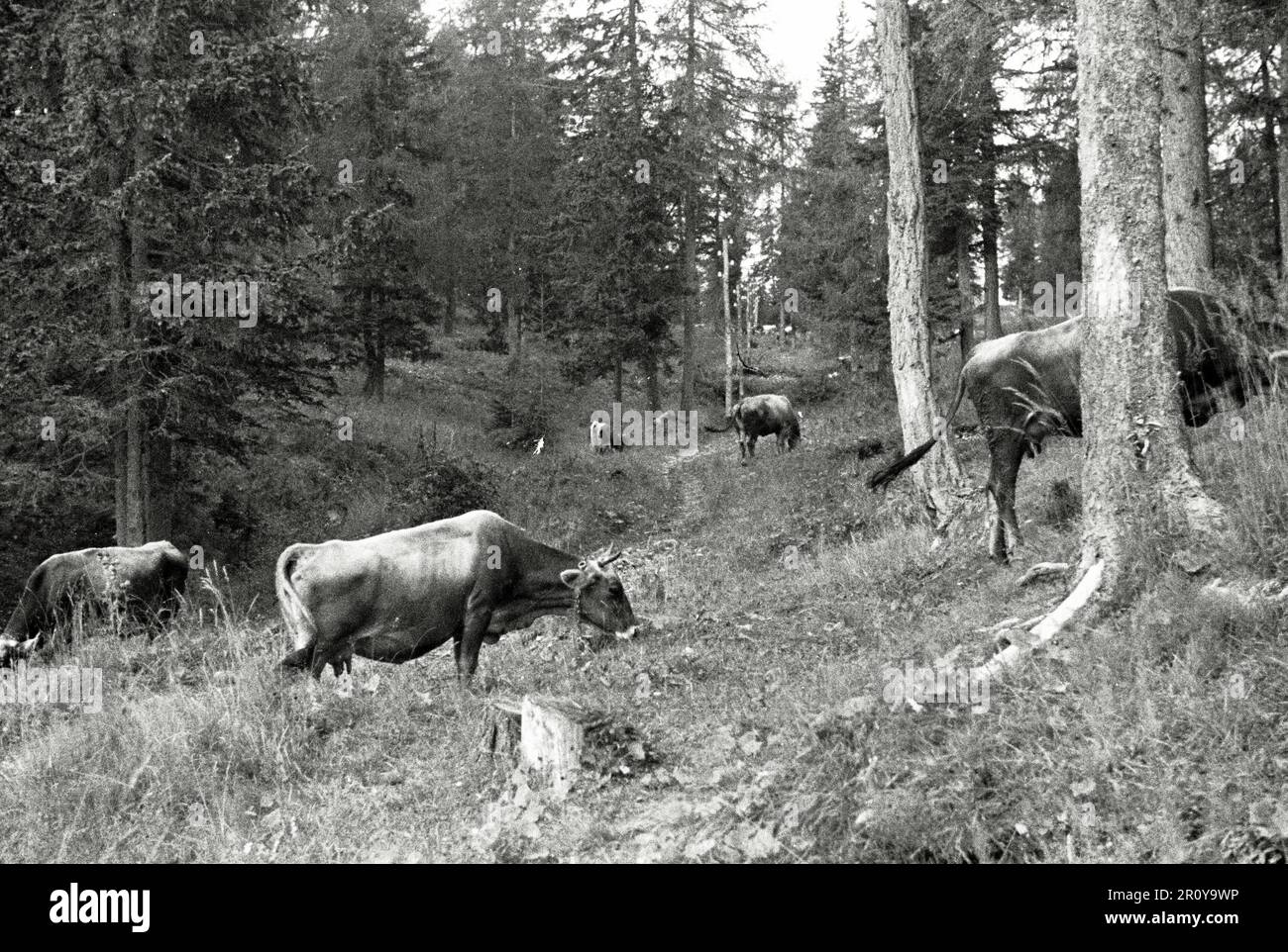 Vénétie - Cortina d'Ampezzo 1938 Banque D'Images