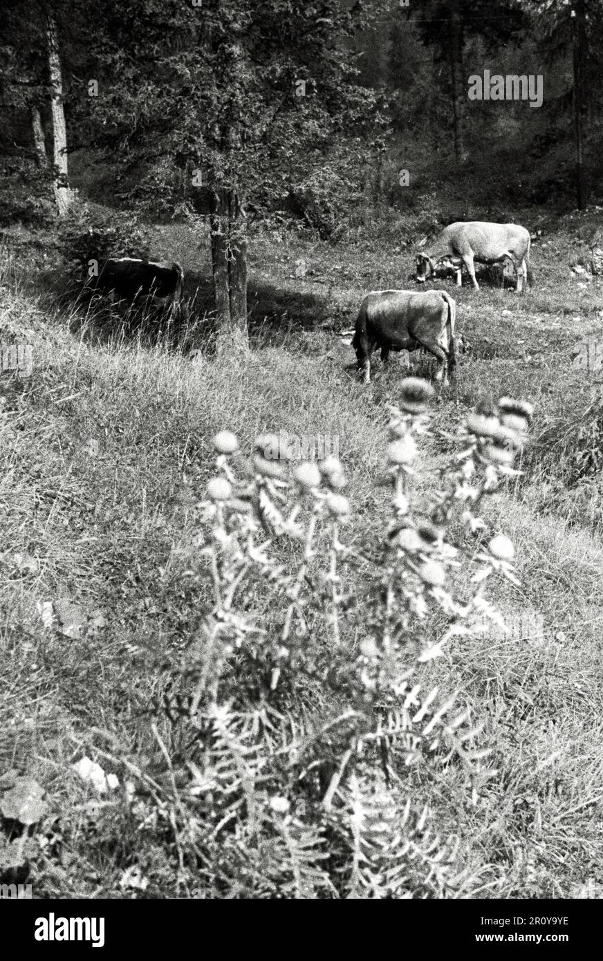 Vénétie - Cortina d'Ampezzo 1938 Banque D'Images