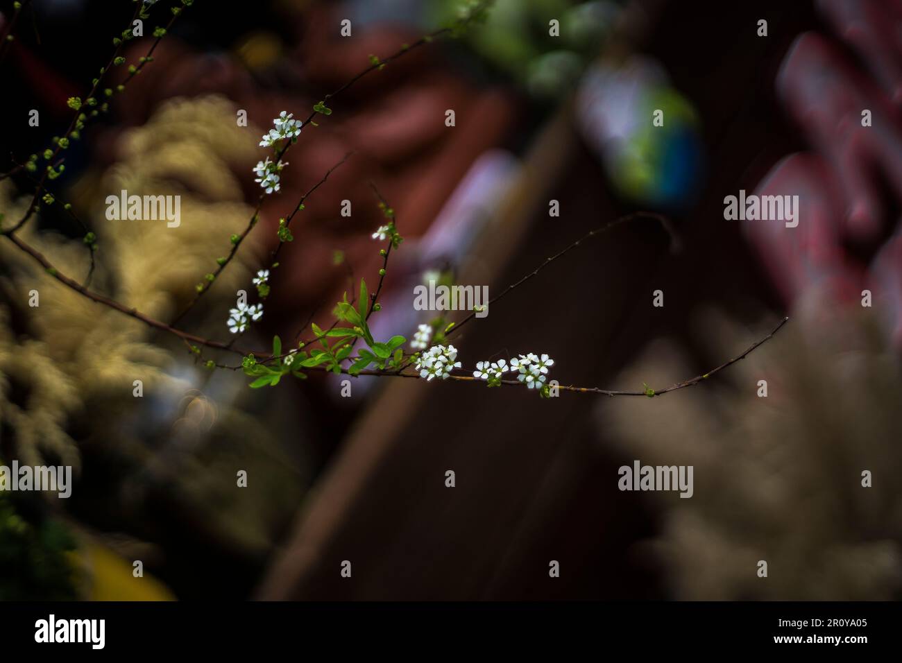 fleurs colorées dans le jardin, fleurs de pêche, orchidées, roses, il y a des fleurs dans le parc Banque D'Images