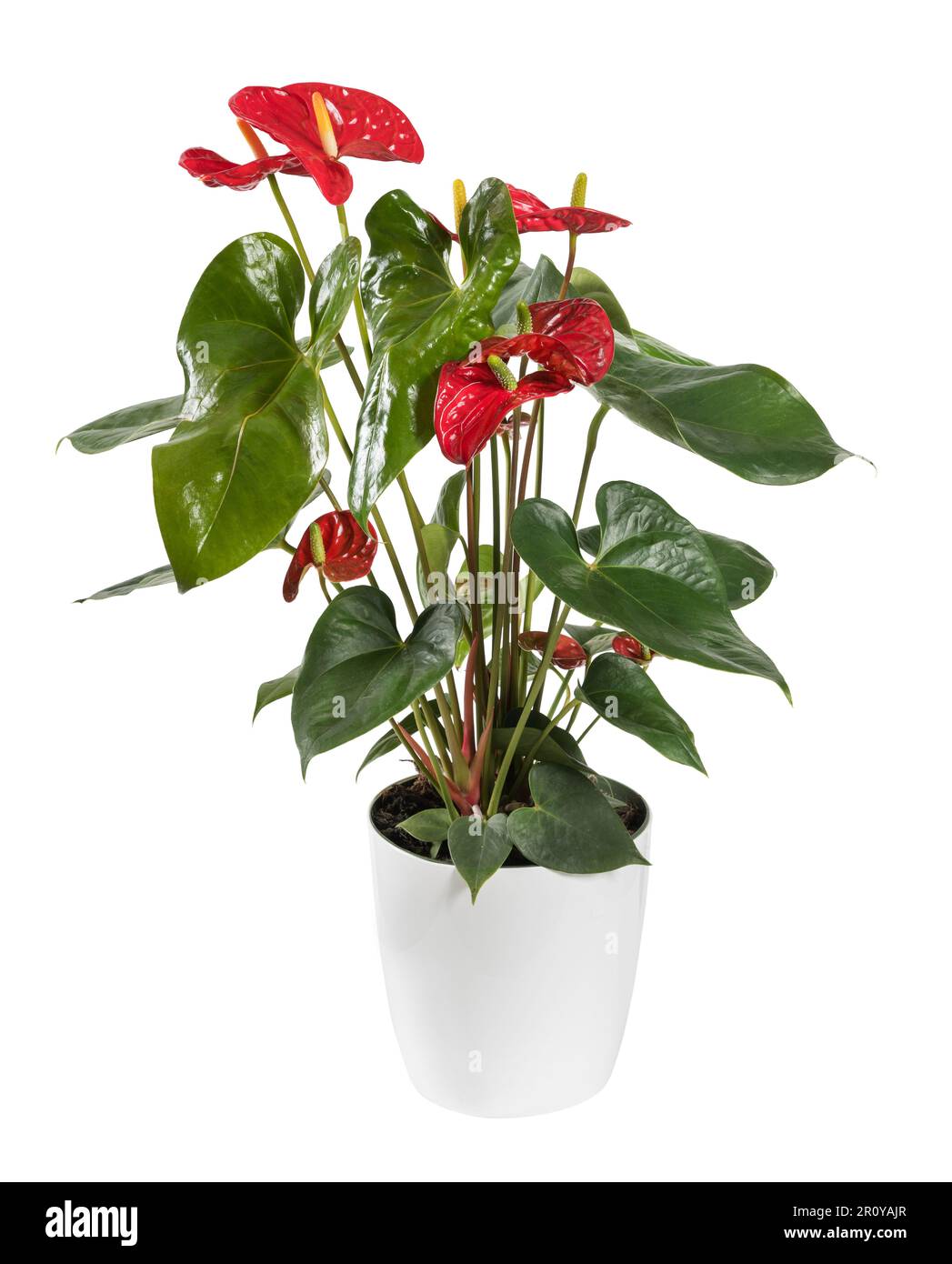 Fleur d'anthurium rouge douce et délicate avec des feuilles vertes poussant dans un pot en céramique isolé sur fond blanc Banque D'Images