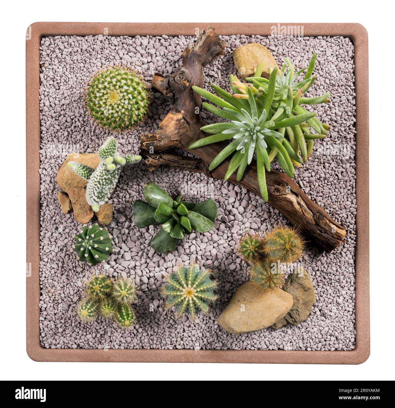 Vue en hauteur de divers cactus et autres plantes succulentes poussant sur un récipient carré sur fond blanc Banque D'Images