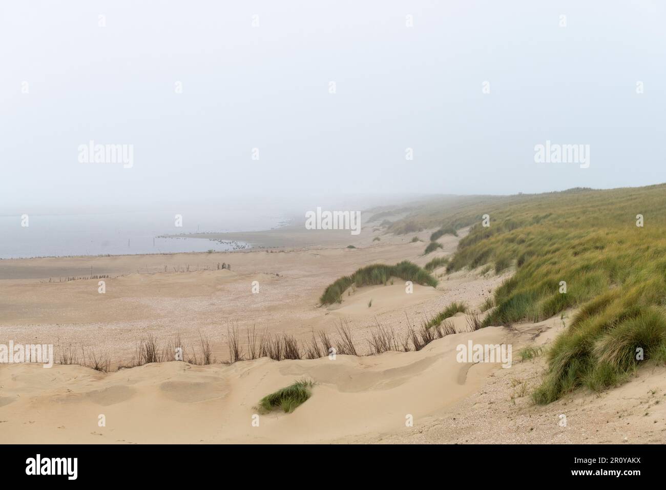 Vue panoramique sur la plage et les dunes avec de l'herbe verte de dune ou de l'herbe de marram le long de la côte de l'île de Texel, pays-Bas avec brouillard ou brume Banque D'Images