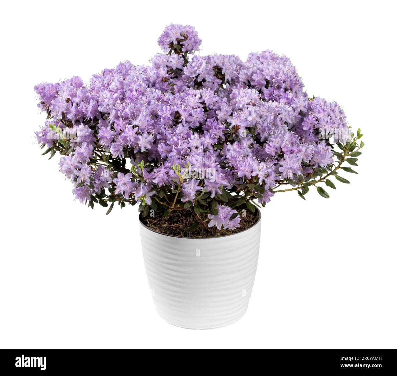 Fleurs de rhododendron de couleur pourpre en fleurs avec de fines feuilles vertes dans un pot en céramique isolé sur fond blanc Banque D'Images