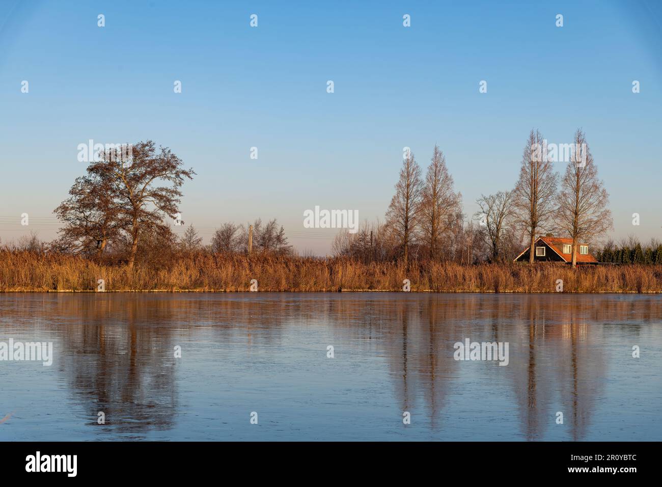 Vue à angle bas sur la surface lisse de la glace sur le Reeuwijkse Plassen à Reeuwijk, aux pays-Bas, vers une bande de terre avec des lits de roseaux et des arbres Banque D'Images