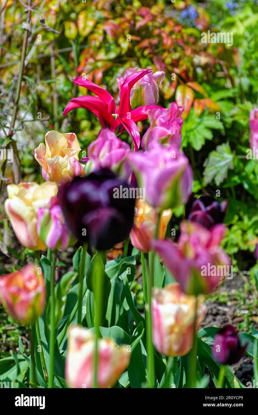 Gros plan d'un lit de jardin mixte de tulipes fleuries Banque D'Images