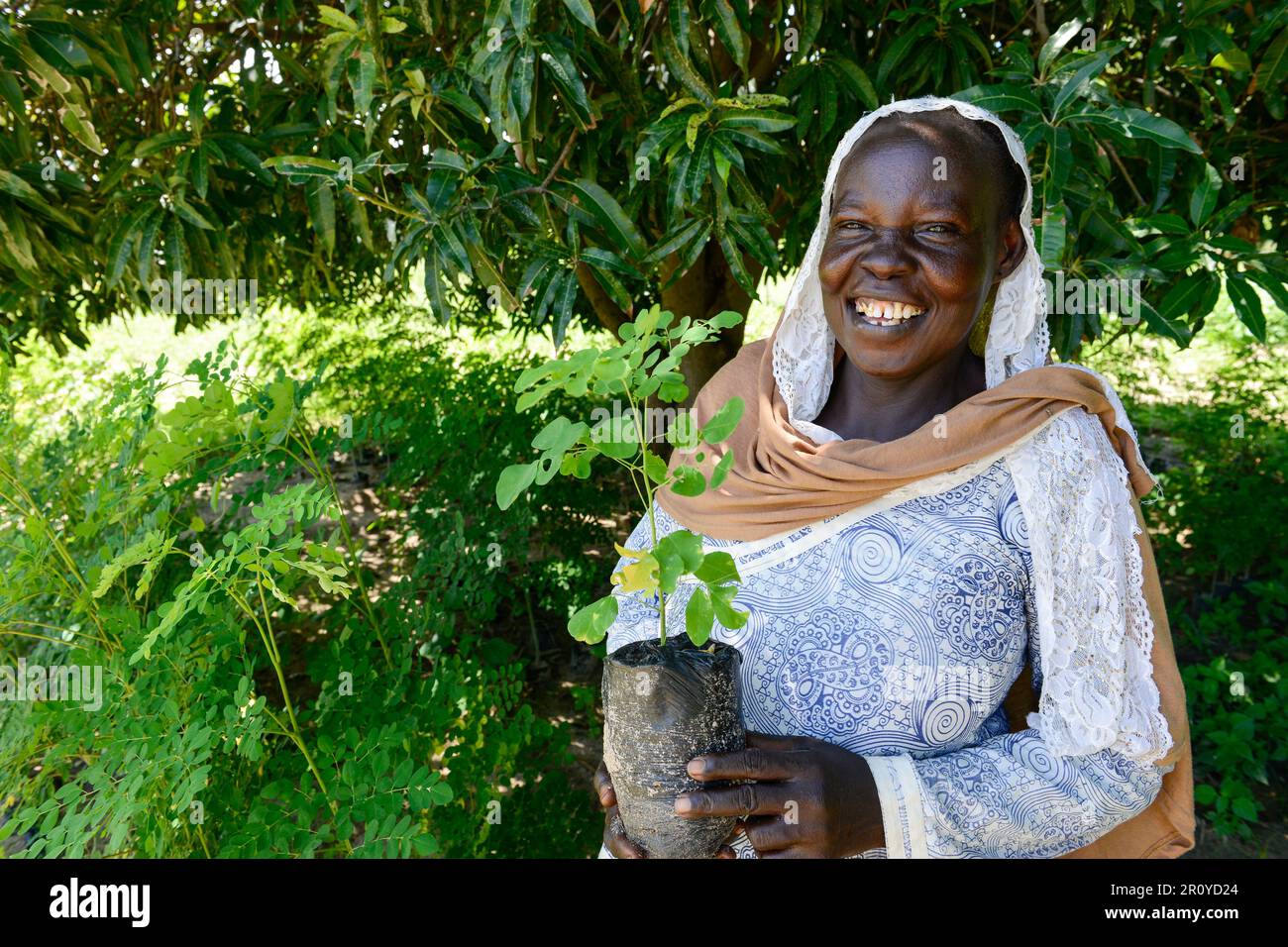 CHAD, Guéra, Bitkine, femme avec des plantules de Moringa pour la génération de revenus dans le jardin communautaire, les feuilles sont utilisées pour des applications médicales à base de plantes, Moringa oléifera est un arbre résistant à la sécheresse et à croissance rapide de la famille Moringaceae / TSCHAD , Guéra, Bitkine, Frau Djaba HABABA mit Moringa Baum oder Meerettichling, Setbaum Der Anbau wird zur Einkommensförderung genutzt, die Blätter werden als Heilpflanzen verkauft Banque D'Images CHAD, Guéra, Bitkine, femme avec des plantules de Moringa pour la génération de revenus dans le jardin communautaire, les feuilles sont utilisées pour des applications médicales à base de plantes, Moringa oléifera est un arbre résistant à la sécheresse et à croissance rapide de la famille Moringaceae / TSCHAD , Guéra, Bitkine, Frau Djaba HABABA mit Moringa Baum oder Meerettichling, Setbaum Der Anbau wird zur Einkommensförderung genutzt, die Blätter werden als Heilpflanzen verkauft Banque D'Images