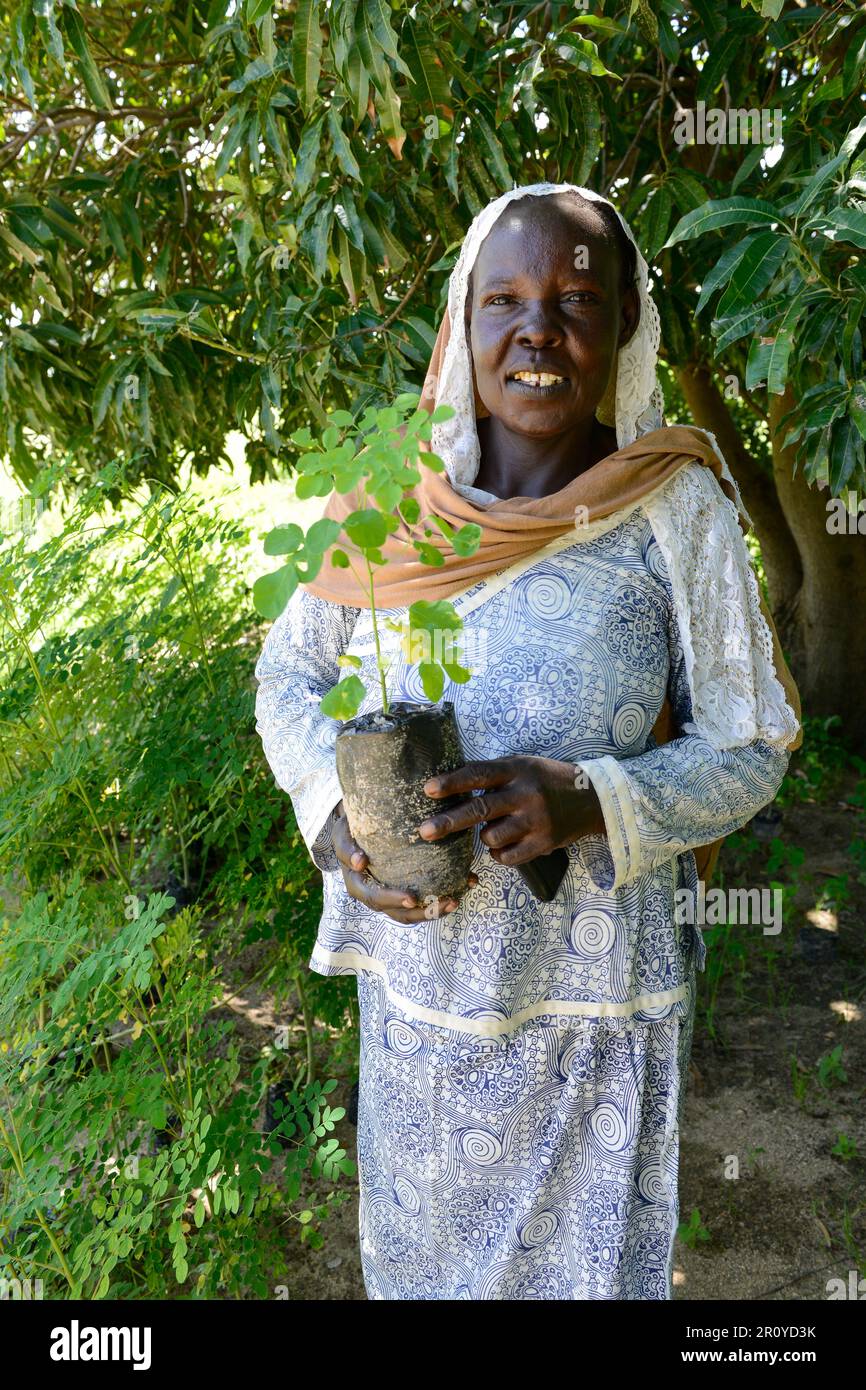 CHAD, Guéra, Bitkine, femme avec des plantules de Moringa pour la génération de revenus dans le jardin communautaire, les feuilles sont utilisées pour des applications médicales à base de plantes, Moringa oléifera est un arbre résistant à la sécheresse et à croissance rapide de la famille Moringaceae / TSCHAD , Guéra, Bitkine, Frau Djaba HABABA mit Moringa Baum oder Meerettichling, Setbaum Der Anbau wird zur Einkommensförderung genutzt, die Blätter werden als Heilpflanzen verkauft Banque D'Images CHAD, Guéra, Bitkine, femme avec des plantules de Moringa pour la génération de revenus dans le jardin communautaire, les feuilles sont utilisées pour des applications médicales à base de plantes, Moringa oléifera est un arbre résistant à la sécheresse et à croissance rapide de la famille Moringaceae / TSCHAD , Guéra, Bitkine, Frau Djaba HABABA mit Moringa Baum oder Meerettichling, Setbaum Der Anbau wird zur Einkommensförderung genutzt, die Blätter werden als Heilpflanzen verkauft Banque D'Images
