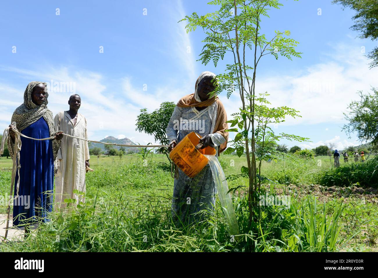 CHAD, Guéra, Bitkine, femme irrigue l'arbre Moringa dans le jardin communautaire pour la génération de revenus, les feuilles sont utilisées pour des applications médicales à base de plantes, Moringa oleifera est un arbre résistant à la sécheresse et à croissance rapide de la famille Moringaceae / TSCHAD , Guéra, Bitkine, Frau Djaba HABABA bewässert Moringa Baum auchling, Setzbaum Der Anbau wird zur Einkommensförderung genutzt, die Blätter werden als Heilpflanzen verkauft Banque D'Images CHAD, Guéra, Bitkine, femme irrigue l'arbre Moringa dans le jardin communautaire pour la génération de revenus, les feuilles sont utilisées pour des applications médicales à base de plantes, Moringa oleifera est un arbre résistant à la sécheresse et à croissance rapide de la famille Moringaceae / TSCHAD , Guéra, Bitkine, Frau Djaba HABABA bewässert Moringa Baum auchling, Setzbaum Der Anbau wird zur Einkommensförderung genutzt, die Blätter werden als Heilpflanzen verkauft Banque D'Images