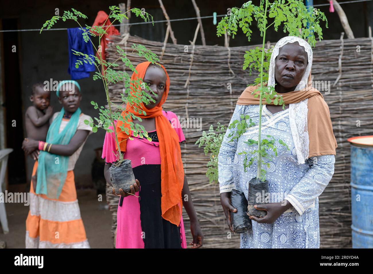 CHAD, Guéra, Bitkine, femme avec des plantules de l'arbre Moringa pour la génération de revenus, les feuilles sont utilisées pour des applications médicales à base de plantes, Moringa oléifera est un arbre à croissance rapide, résistant à la sécheresse de la famille Moringaceae / TSCHAD , Guéra, Bitkine, Frau Djinga HABABA mit Moraba Baum oder auch Meerettichbaum Setzling, Der Anbau wird zur Einkommensförderung genutzt, die Blätter werden als Heilpflanzen verkauft Banque D'Images CHAD, Guéra, Bitkine, femme avec des plantules de l'arbre Moringa pour la génération de revenus, les feuilles sont utilisées pour des applications médicales à base de plantes, Moringa oléifera est un arbre à croissance rapide, résistant à la sécheresse de la famille Moringaceae / TSCHAD , Guéra, Bitkine, Frau Djinga HABABA mit Moraba Baum oder auch Meerettichbaum Setzling, Der Anbau wird zur Einkommensförderung genutzt, die Blätter werden als Heilpflanzen verkauft Banque D'Images