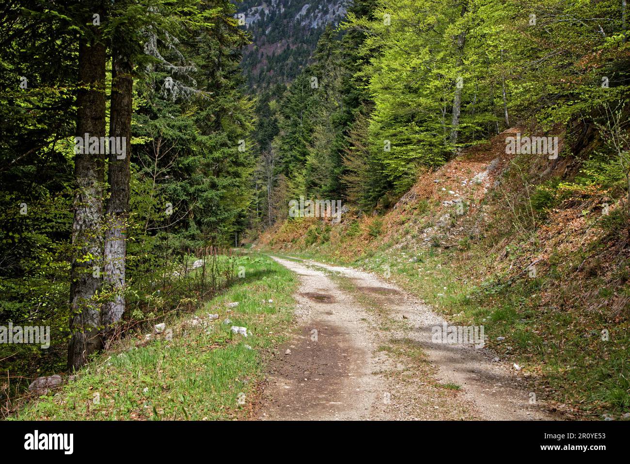Un chemin dans les forêts de la chaîne de montagnes du Vercors Banque D'Images