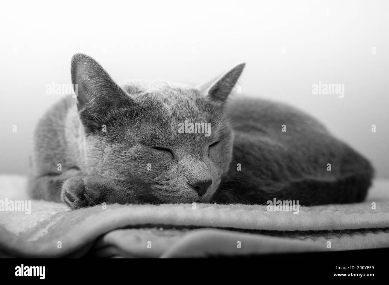 Un gros plan d'un chat blanc et gris dormant paisiblement sur une serviette Banque D'Images