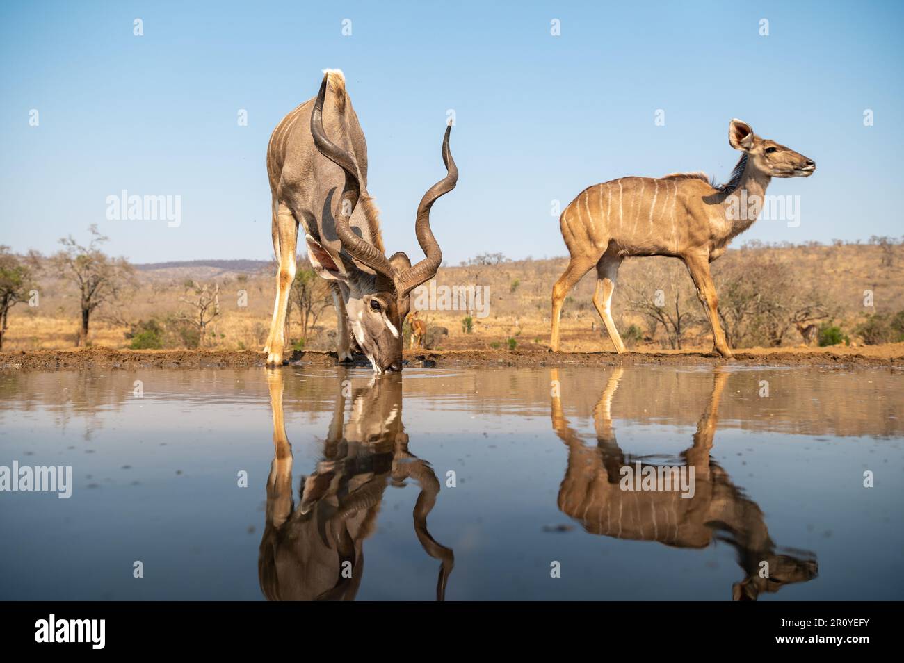 Kudu boire dans un trou d'eau la nuit en Afrique du Sud Banque D'Images