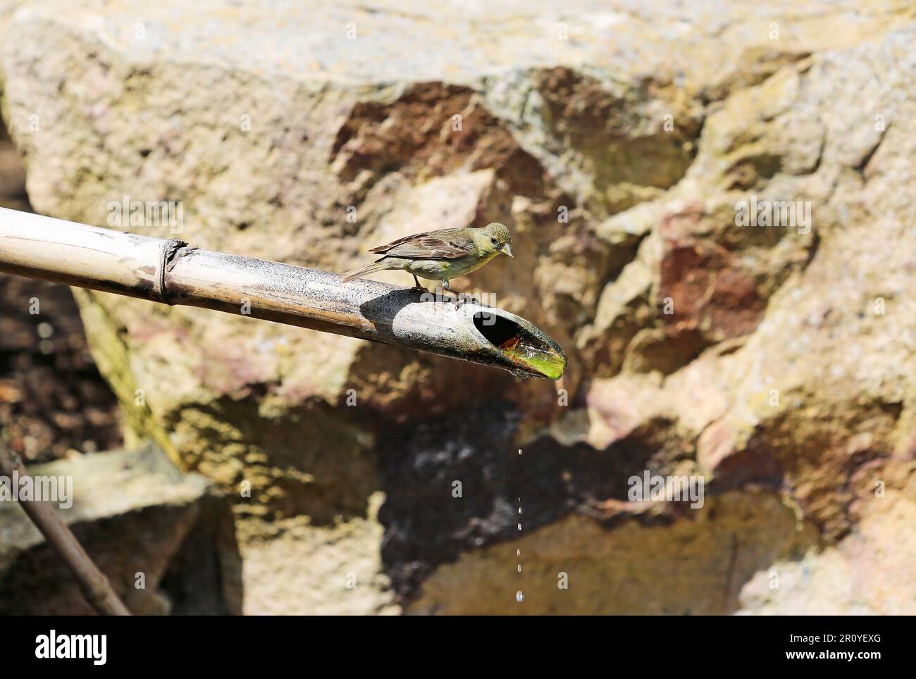 Finch vert Banque D'Images