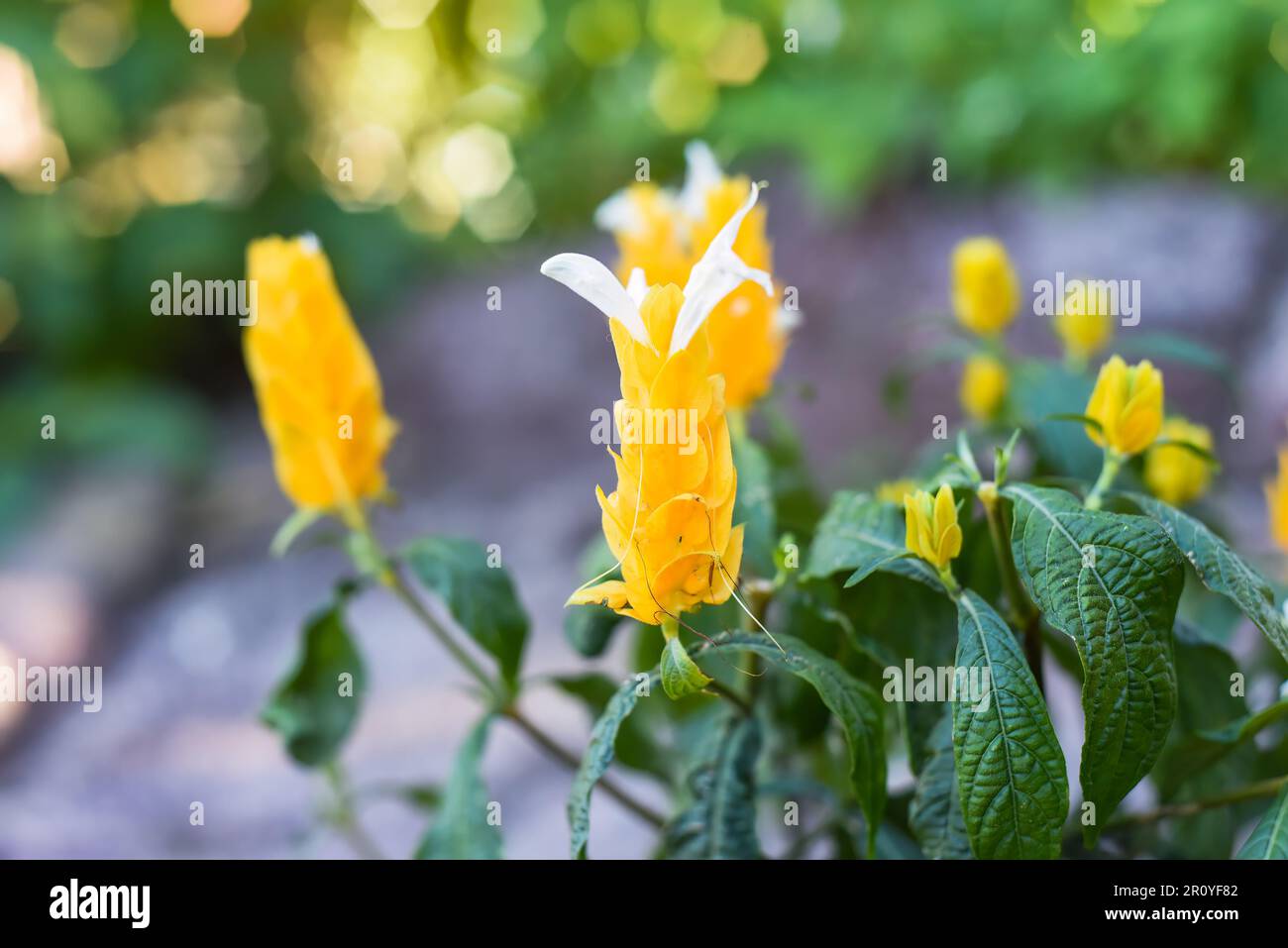 Pachystachys lutea est connue sous le nom de plante de crevettes dorées ou de plante de Lollipop Banque D'Images