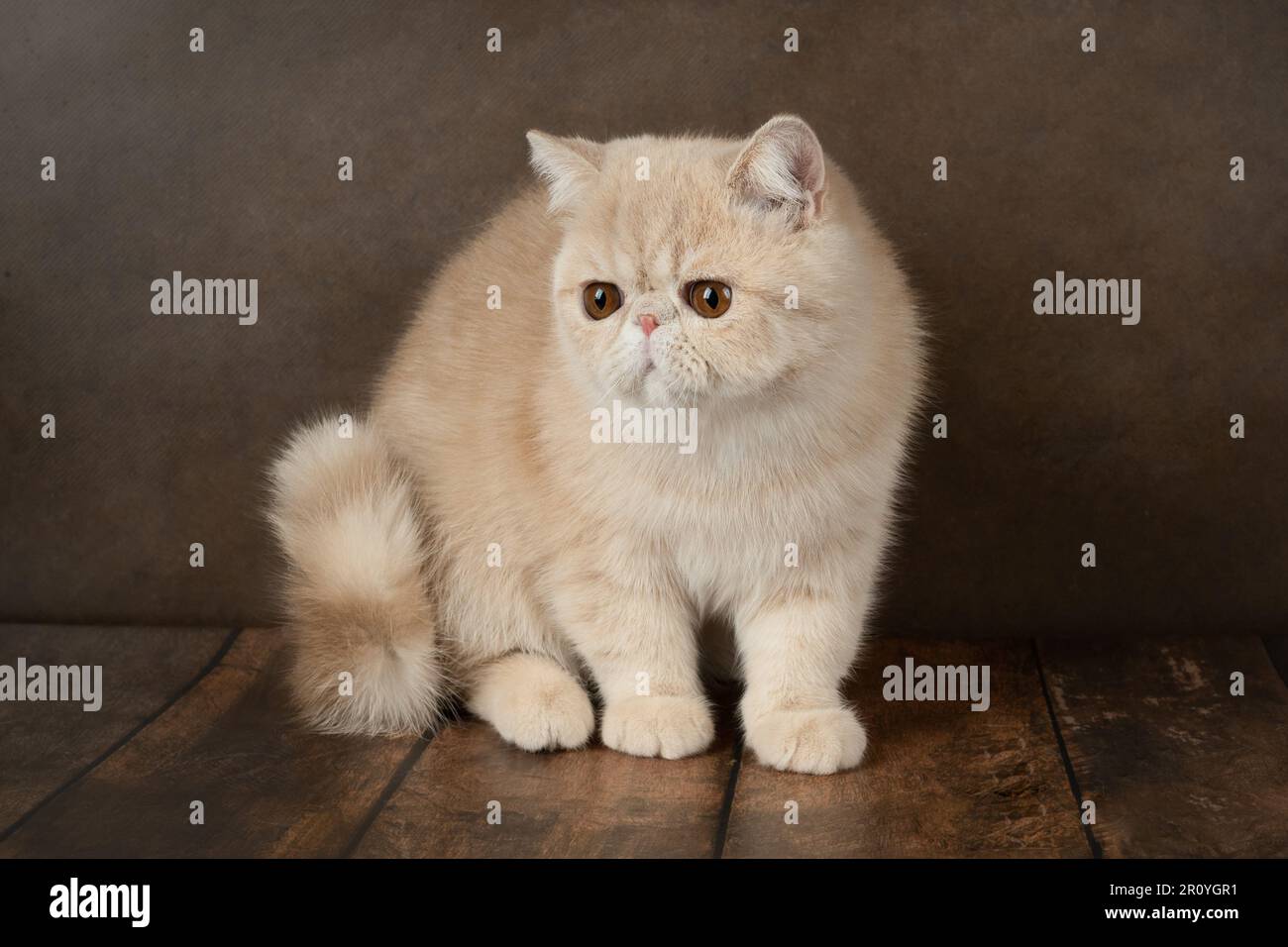 Beau chat exotique de Shorthair se trouve sur le fond marron du Studio. Crème de couleur Banque D'Images