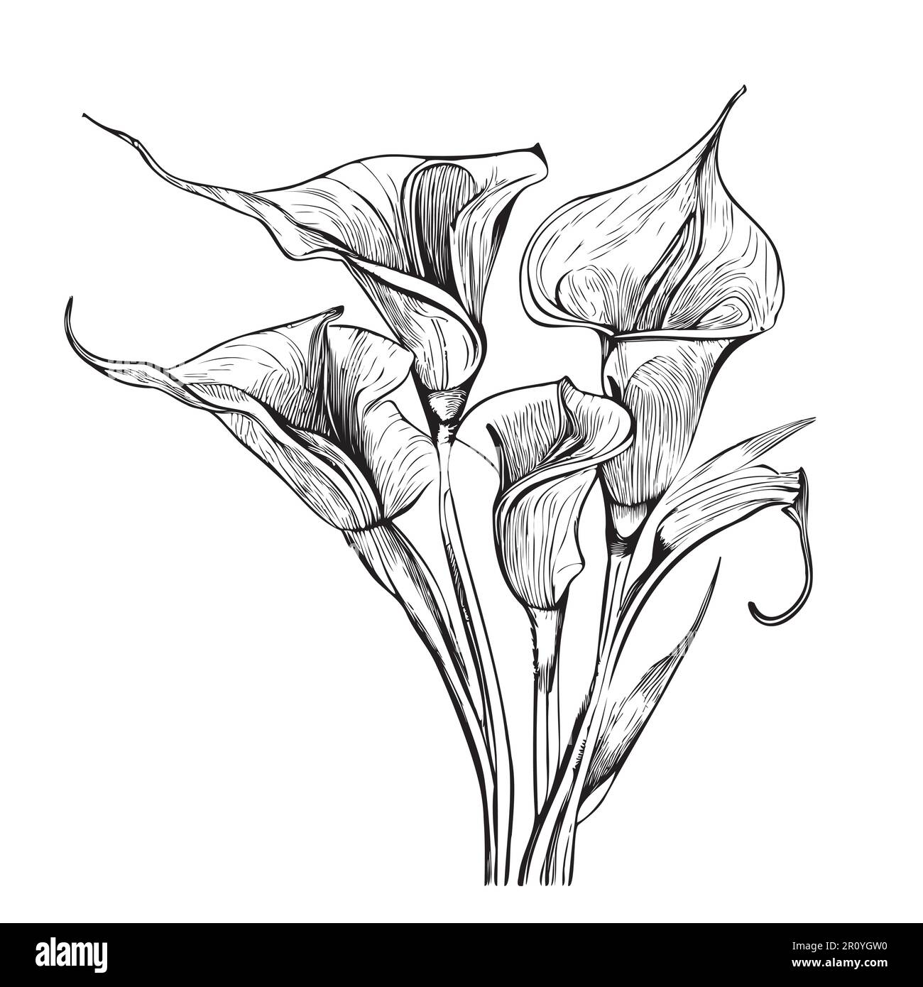 Illustration de l'esquisse de la fleur de Cala Lily dessinée à la main Illustration de Vecteur