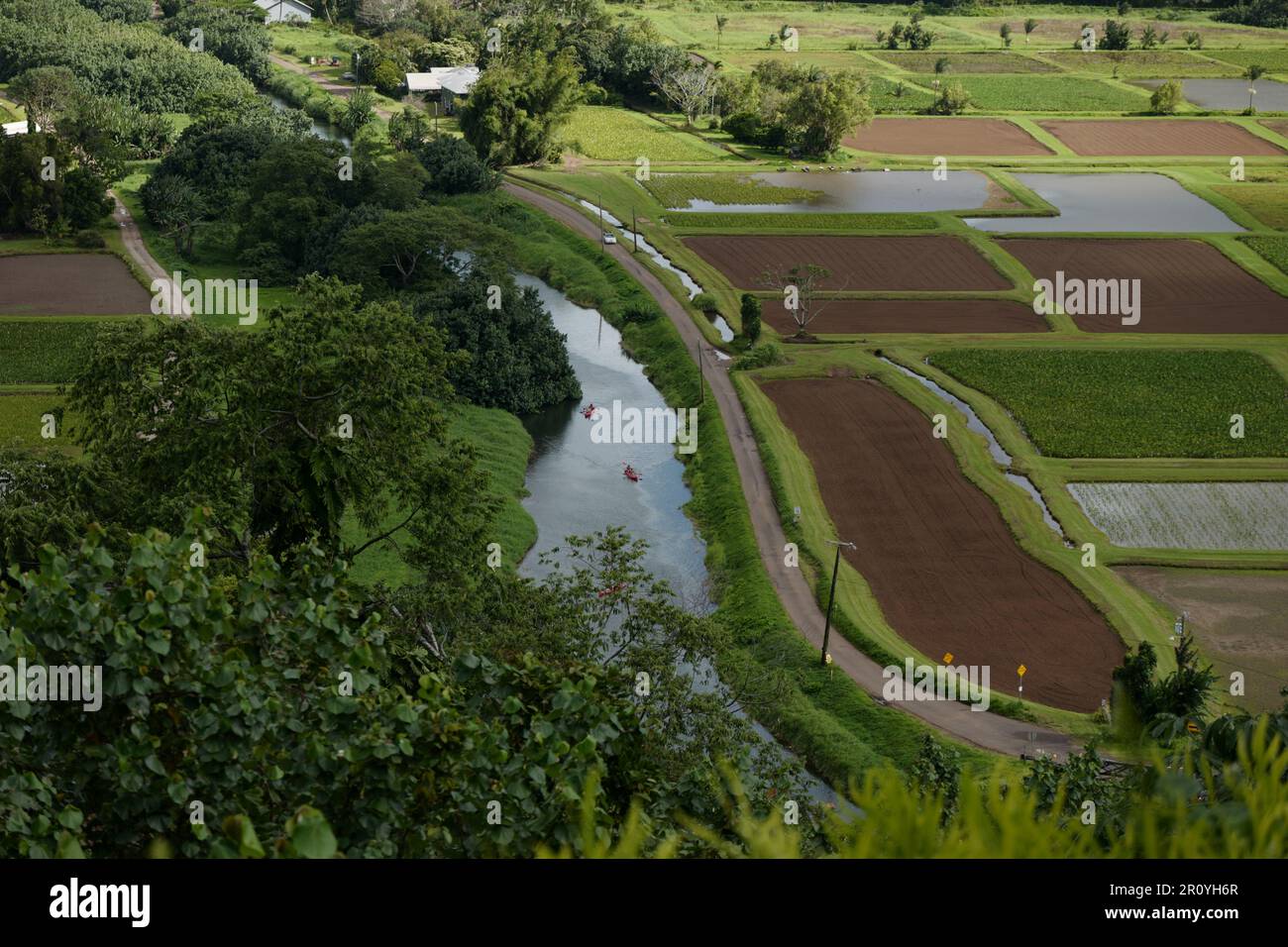 Champs de Taro dans la vallée de Hanalei sur l'île de Kauai Banque D'Images