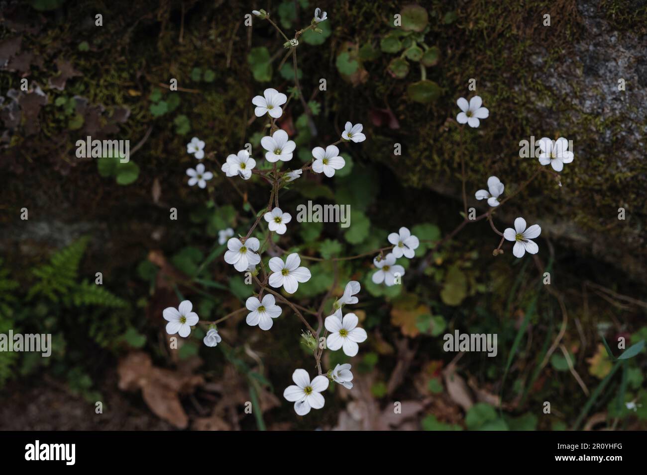 Fleurs blanches de saxifrage de prairie (Saxifraga granulata L.) Banque D'Images