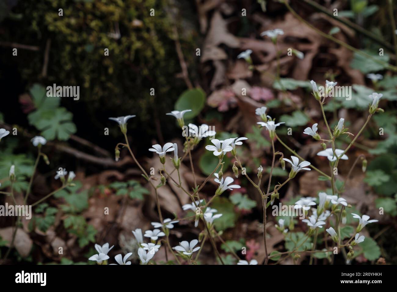 Fleurs blanches de saxifrage de prairie (Saxifraga granulata L.) Banque D'Images