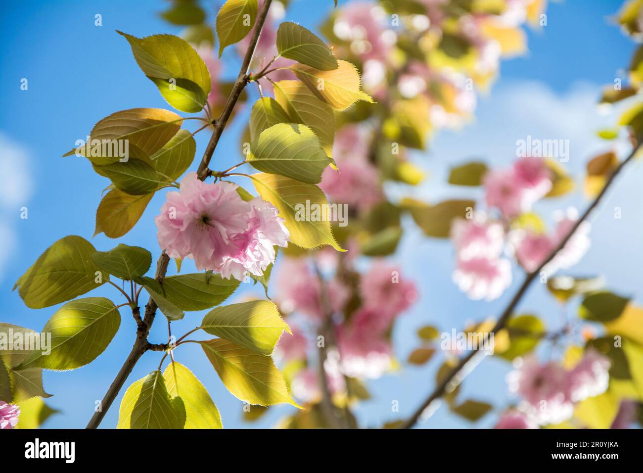 Gros plan d'une branche de cerise japonaise (Prunus Kanzan) lors d'une journée ensoleillée au printemps avec beaucoup de belles fleurs roses. Image horizontale avec sélection Banque D'Images
