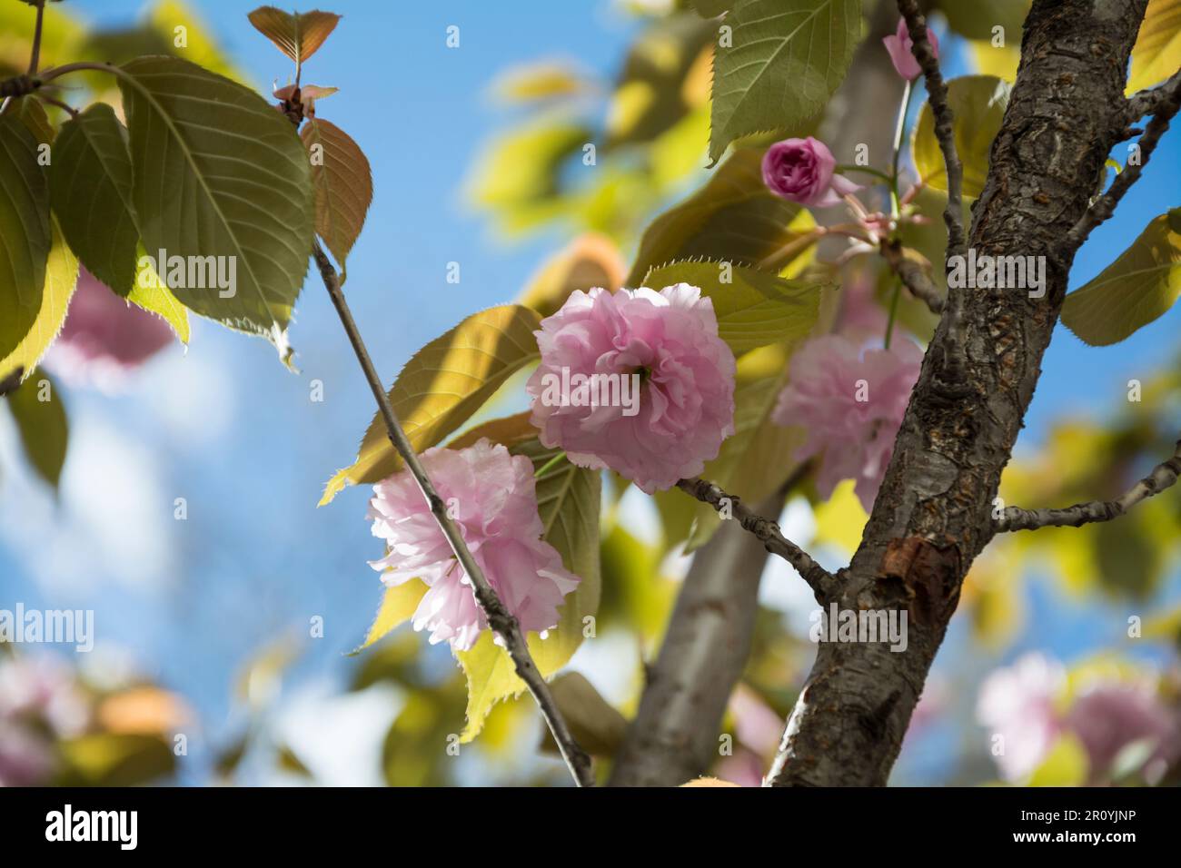 Gros plan d'une branche de cerise japonaise (Prunus Kanzan) lors d'une journée ensoleillée au printemps avec des fleurs roses. Image horizontale avec mise au point sélective et flou Banque D'Images