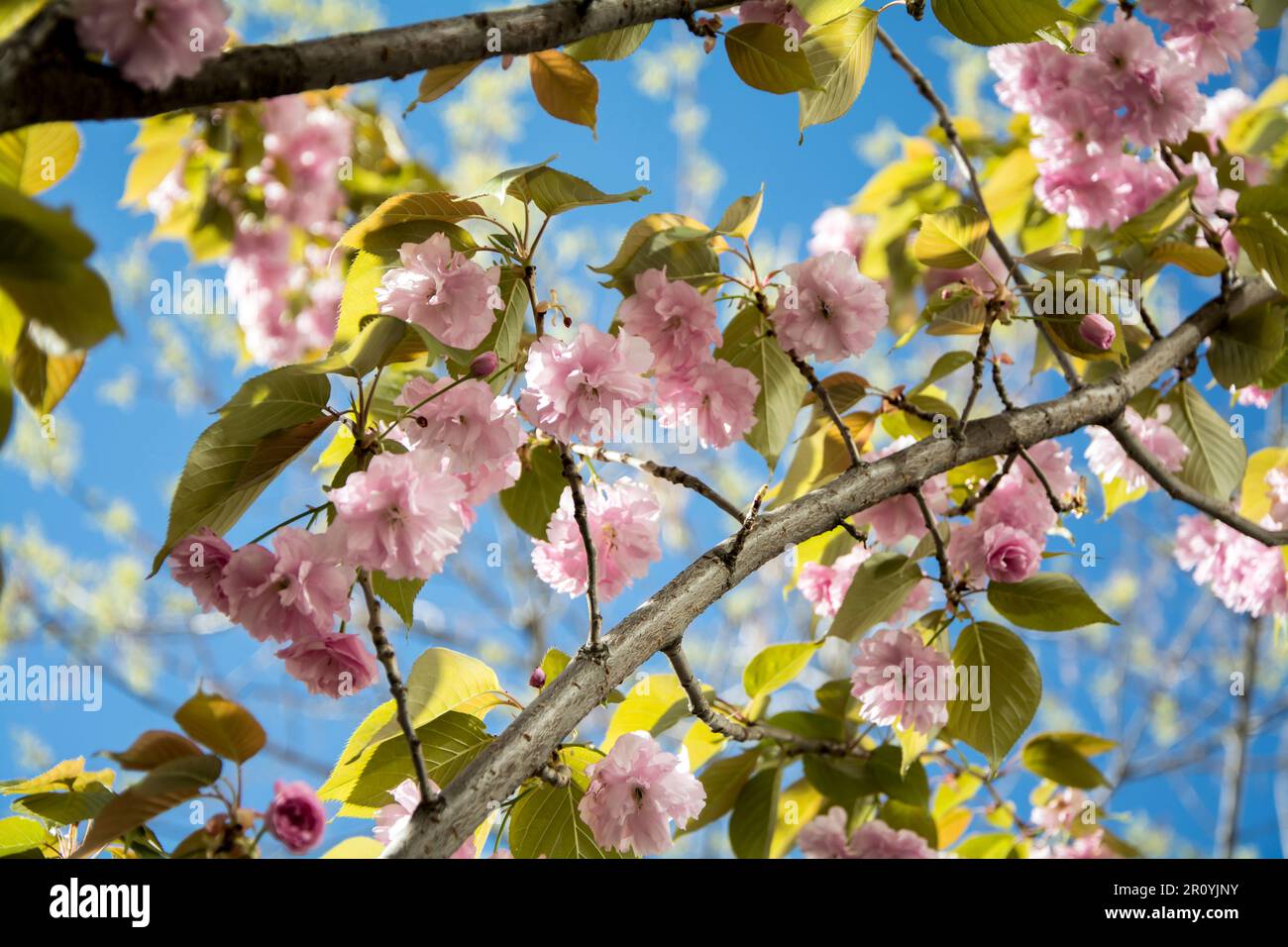 Gros plan d'une branche de cerise japonaise (Prunus Kanzan) lors d'une journée ensoleillée au printemps avec beaucoup de belles fleurs roses. Image horizontale avec sélection Banque D'Images