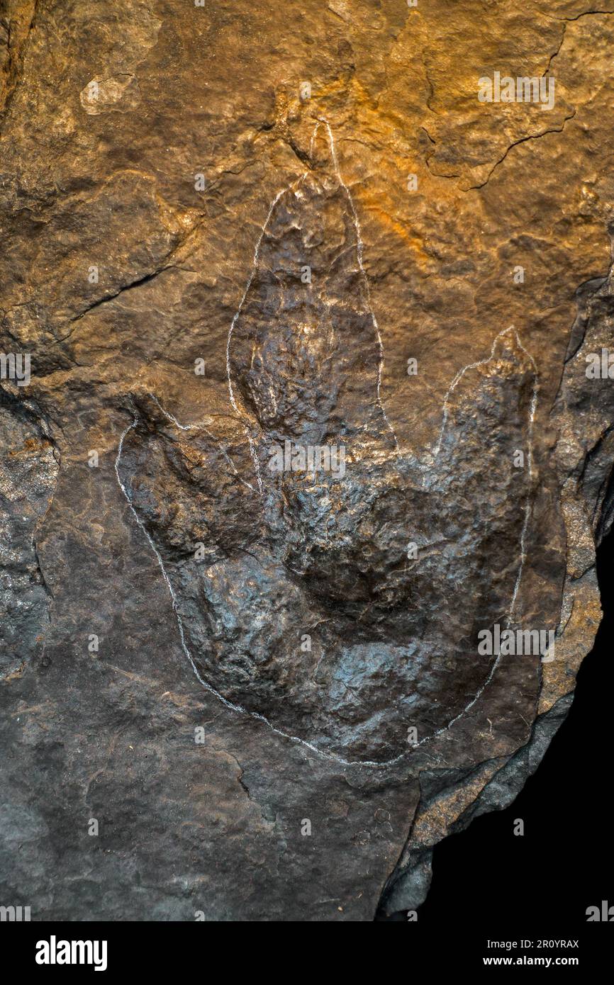Grallator, imprimé à trois doigts réalisé par un dinosaure théropode bipédale, Trias tardif ou Crétacé précoce Banque D'Images