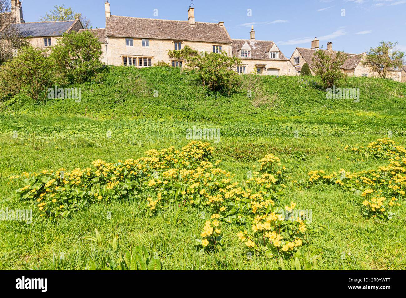 Marais Marigolds (Maltha palustris L.) croissant sur le vert dans le village de Little Barrington, Gloucestershire, Royaume-Uni Banque D'Images