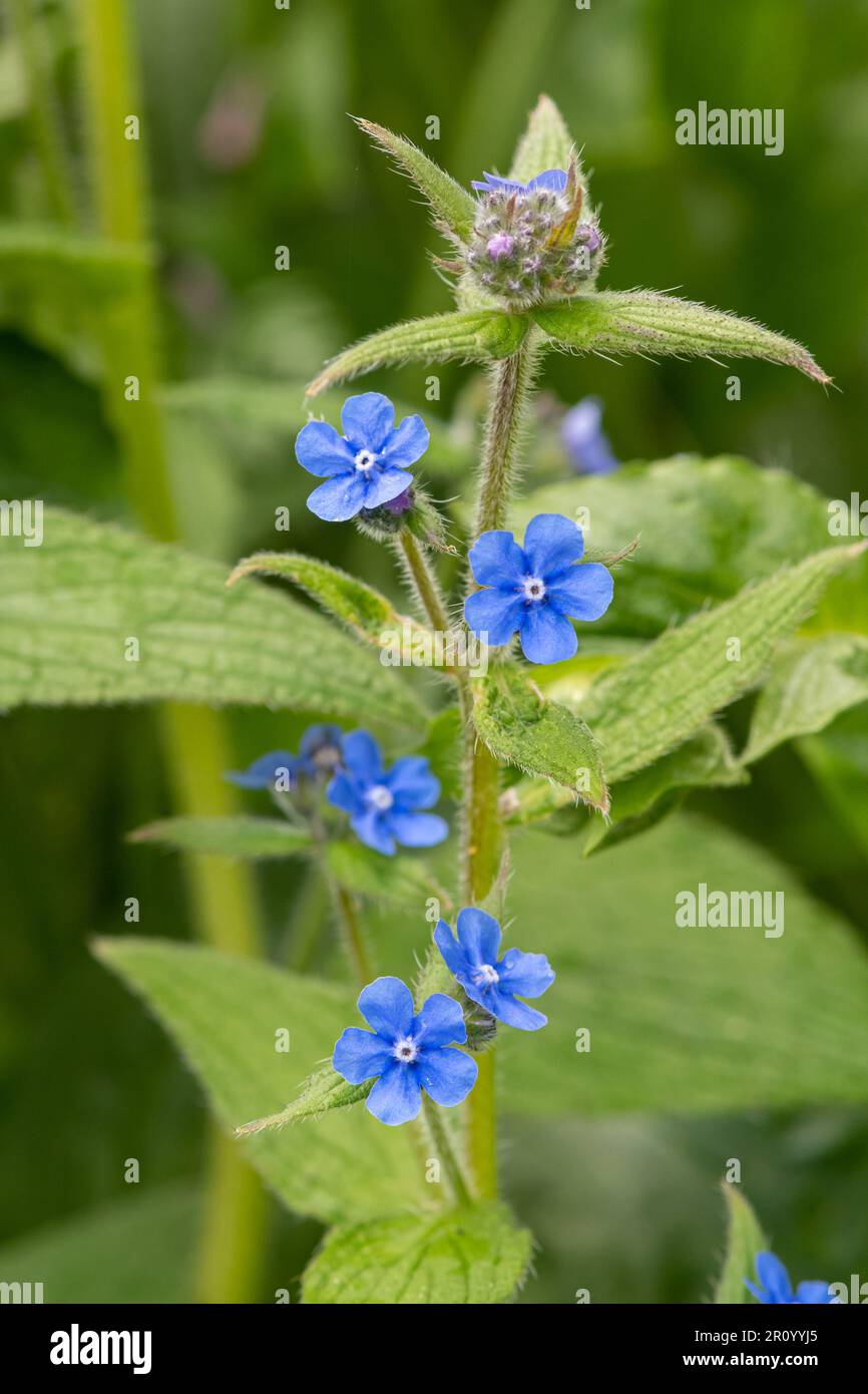 Alcanet vert (Pentaglottis sempervirens) fleur sauvage avec fleur bleue en mai ou au printemps, Hampshire, Angleterre, Royaume-Uni Banque D'Images