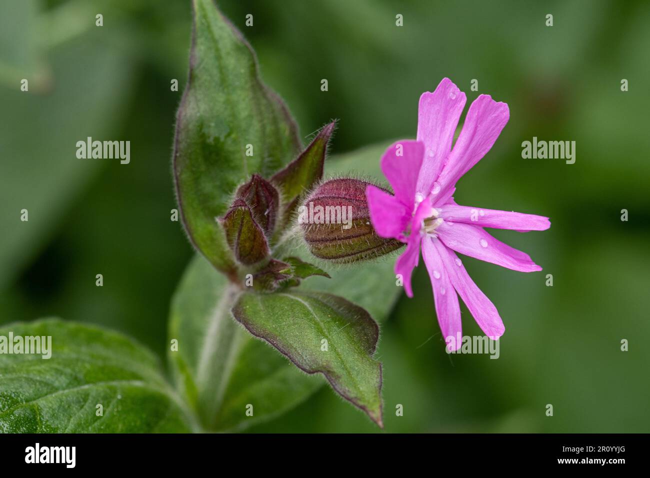 Red campion (Silene dioica), fleur sauvage en mai, Angleterre, Royaume-Uni Banque D'Images