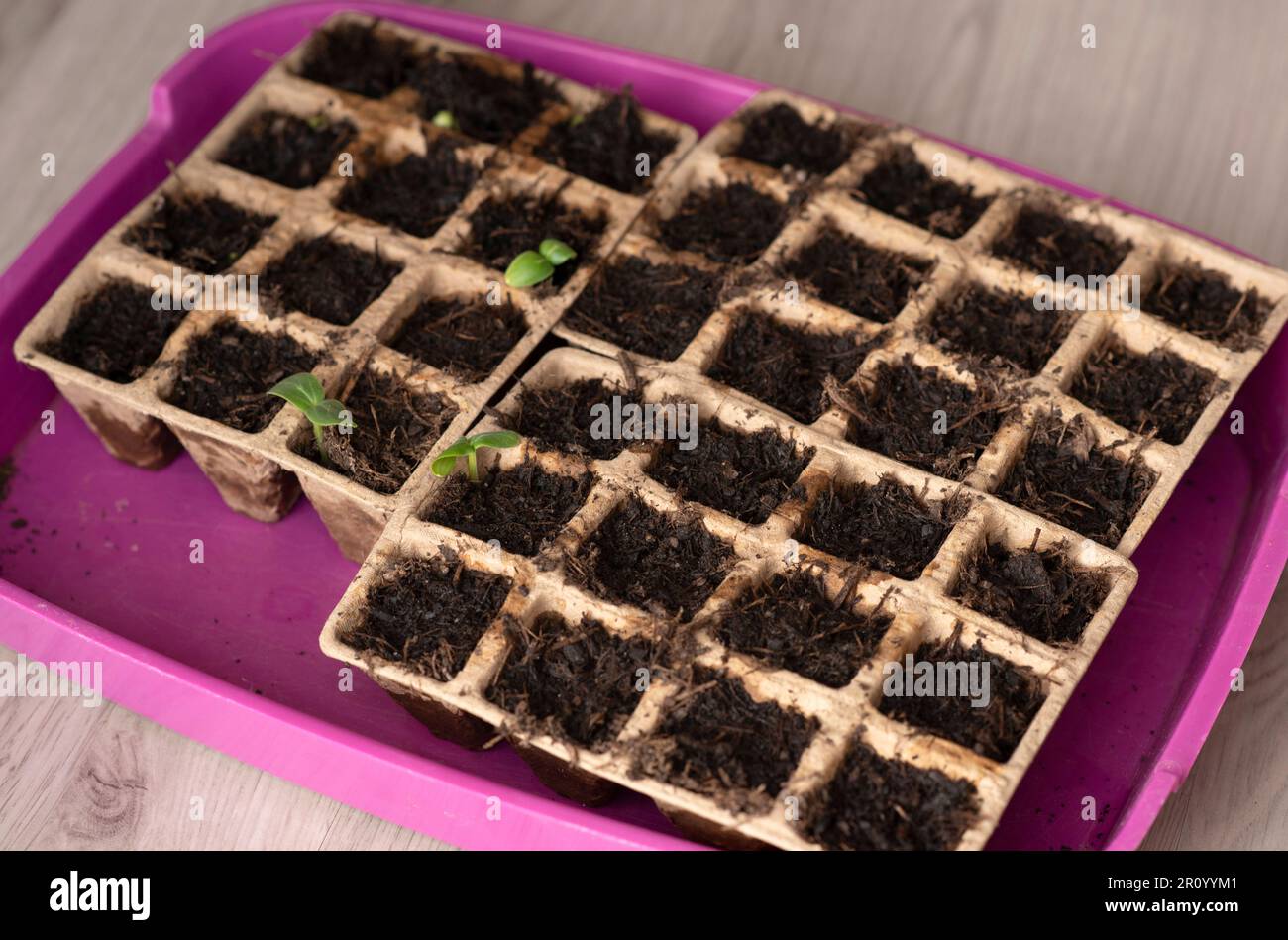 Jeunes plantules vertes de concombres et de courgettes dans des pots de tourbe, jardinage à la maison, bio légumes - après 7 jours Banque D'Images