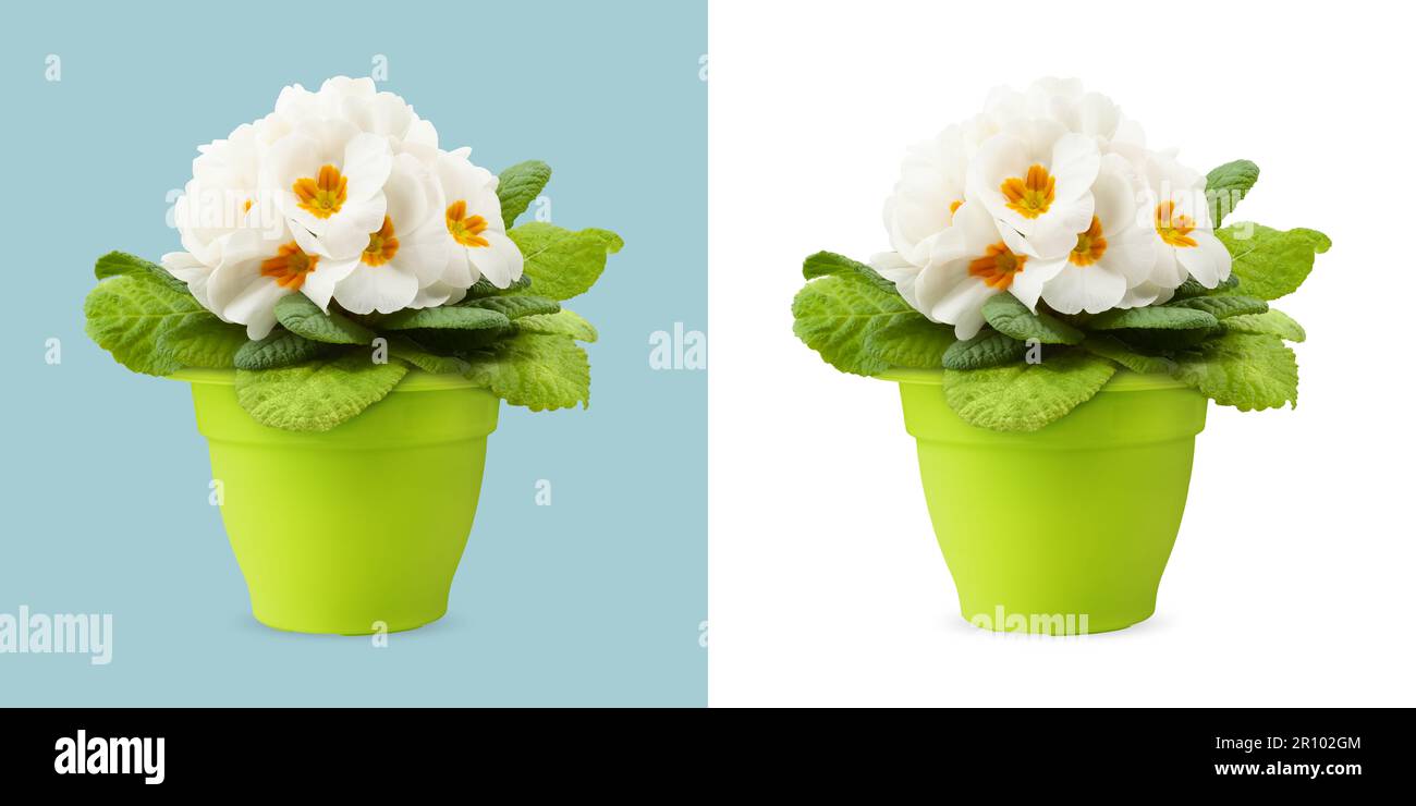 Printemps, fleurs de Primroses blanches fleurs dans pot vert, vue de face rapprochée isolée sur fond blanc et bleu clair Banque D'Images