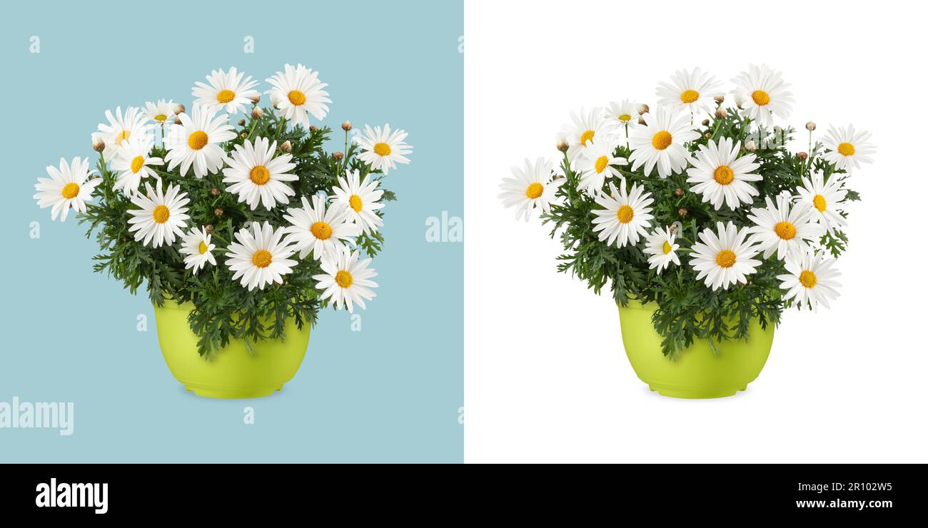 Plante de floraison de pâquerettes dans un pot en plastique vert. Vue avant de la marmite isolée sur fond blanc. Concept de cadeau de printemps, de jardinage et de fleurs ou flo Banque D'Images