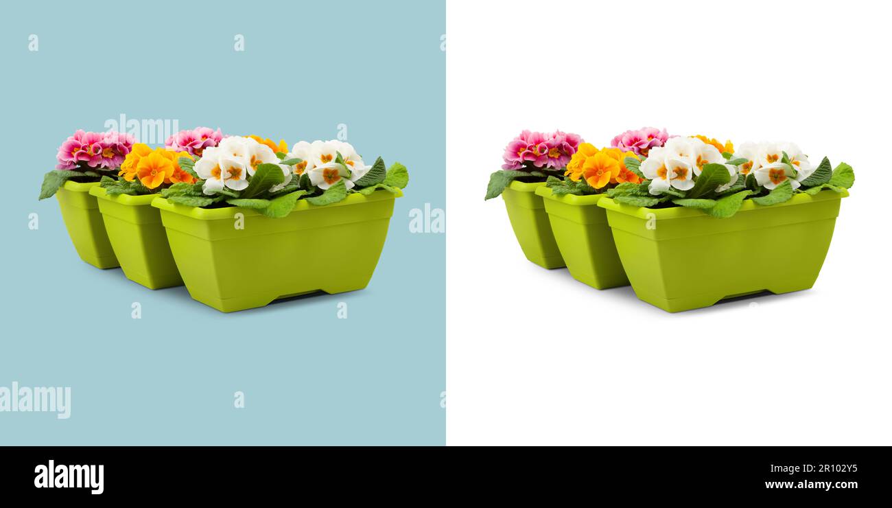 Printemps, fleurs de Primroses jaunes et roses colorées dans des pots verts, vue de face rapprochée isolée sur fond blanc et bleu clair Banque D'Images