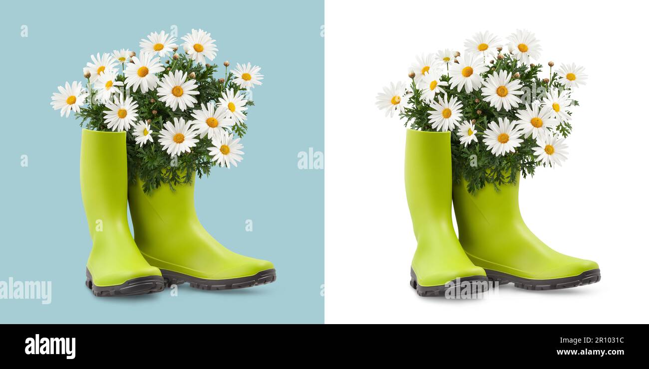 Usine de floraison de pâquerettes en bottes de caoutchouc vert. Vue avant isolée sur fond blanc et bleu clair. Concept de printemps et de jardinage ou boutique de fleuriste Banque D'Images