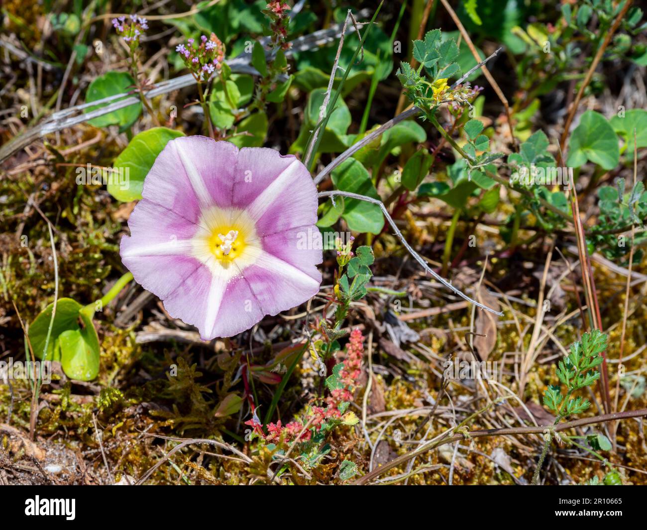 Foyer sélectif d'une fausse herbe de mer (Calystegia soldanella) avec un arrière-plan flou Banque D'Images