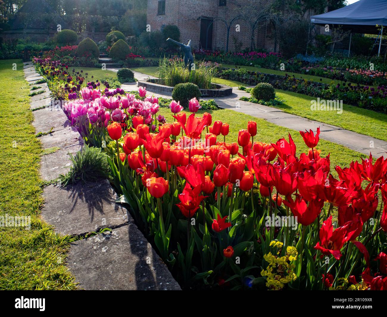 Chenies Manor Garden Tulips en mai. Des tulipes rouges, orange et roses vibrantes plantées en couches dans le jardin en contrebas en terrasse un après-midi agréable. Banque D'Images