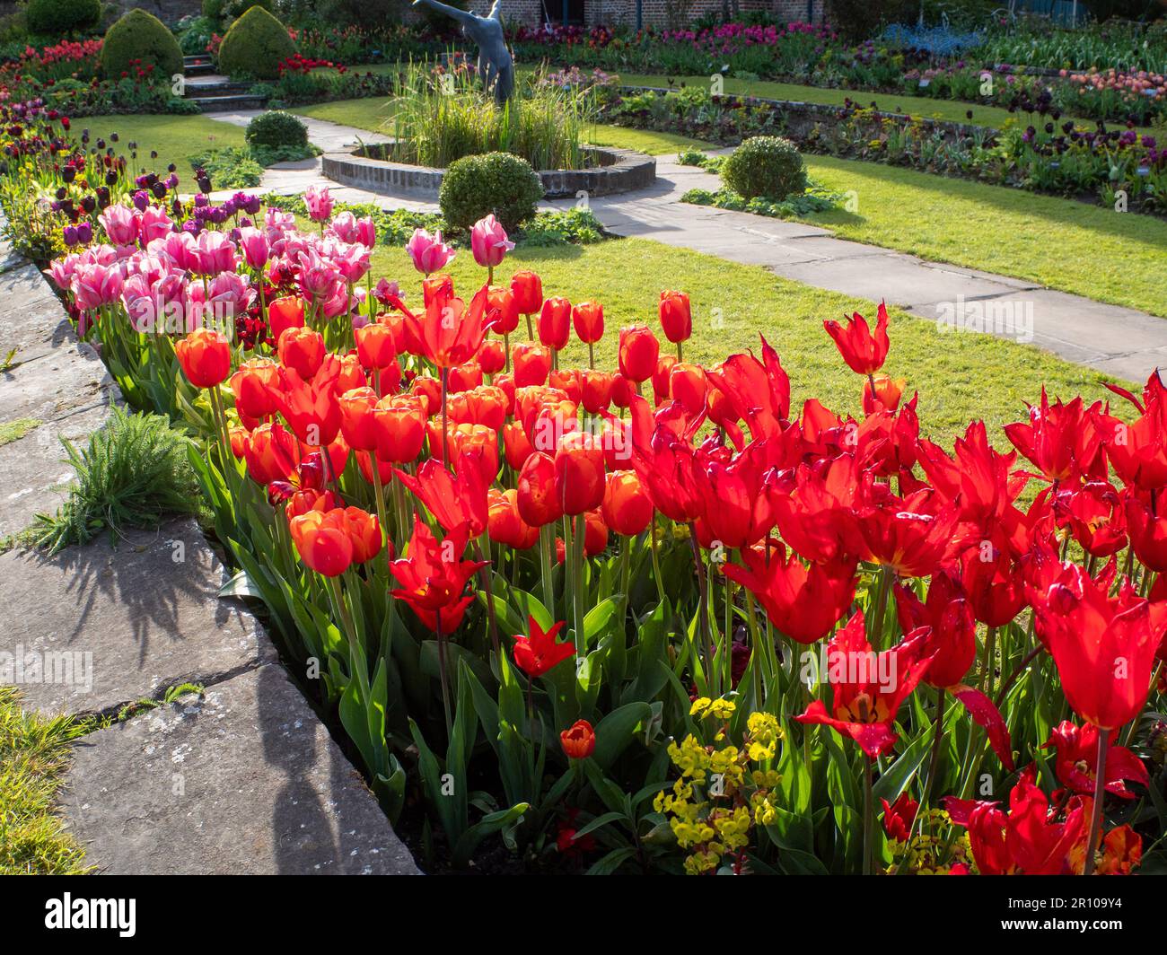 Chenies Manor Garden Tulips en mai. Des tulipes rouges, orange et roses vibrantes plantées en couches dans le jardin en contrebas en terrasse un après-midi agréable. Banque D'Images