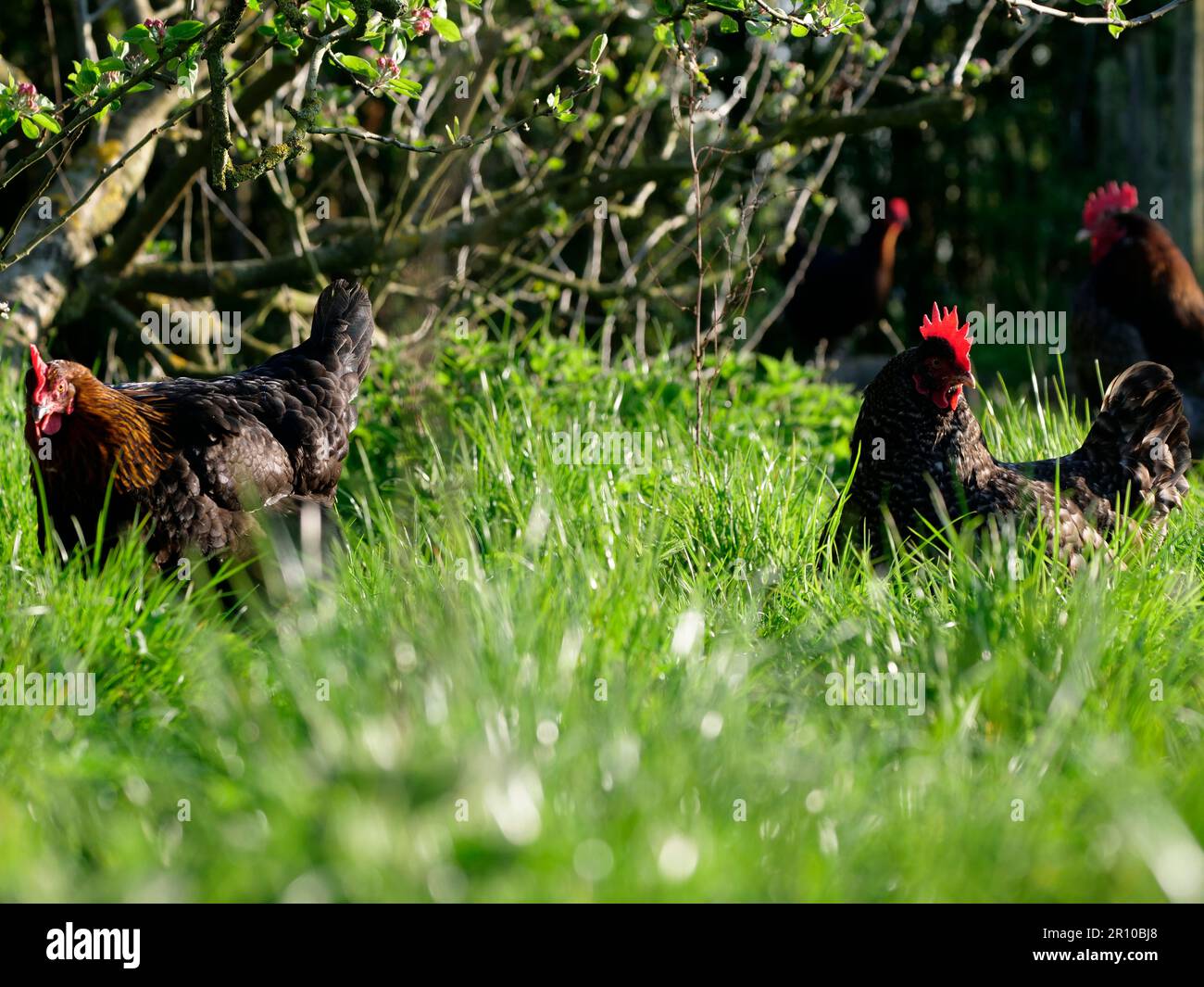 Les poulets de plein air se grattant dans la pelouse longue Banque D'Images