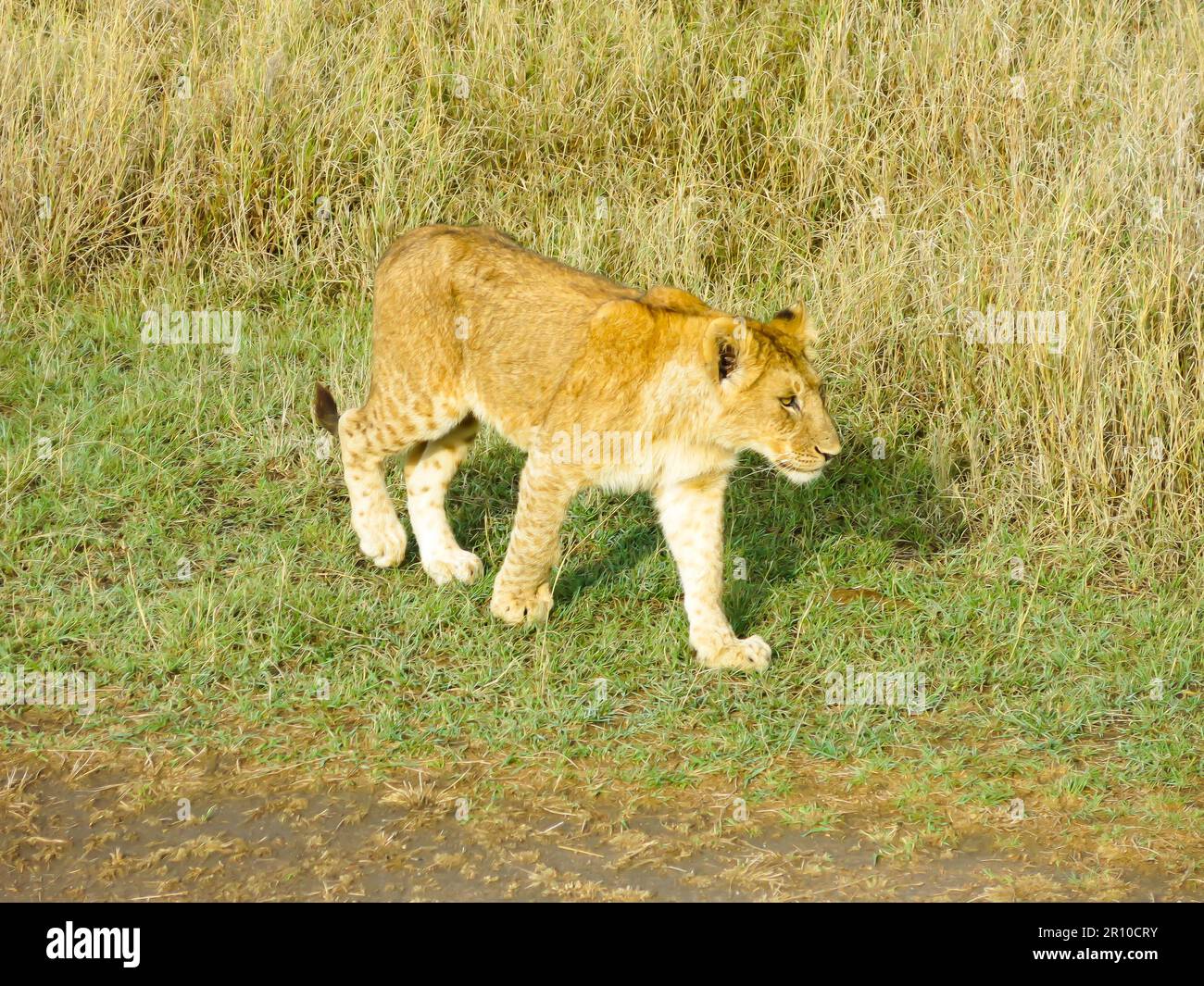 Lion en mouvement, Parc national du Serengeti, Tanzanie, Afrique de l'est Banque D'Images