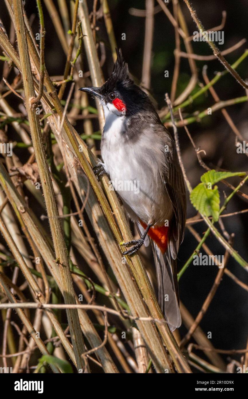 Bulbul à moustaches rouges, Mont Abu, Rajasthan, Inde Banque D'Images