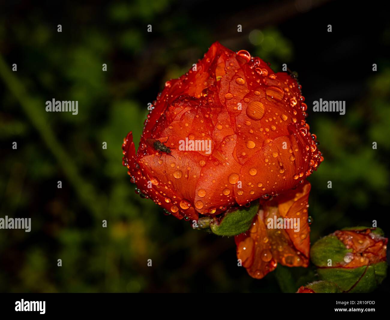 Détail de belle fleur rose isolée dans le jardin Banque D'Images